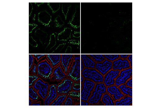 Immunofluorescence Image 1: Phospho-c-Jun (Ser73) (D47G9) Rabbit Monoclonal Antibody (BSA and Azide Free)