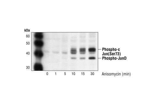 Western Blotting Image 2: Phospho-c-Jun (Ser73) Antibody