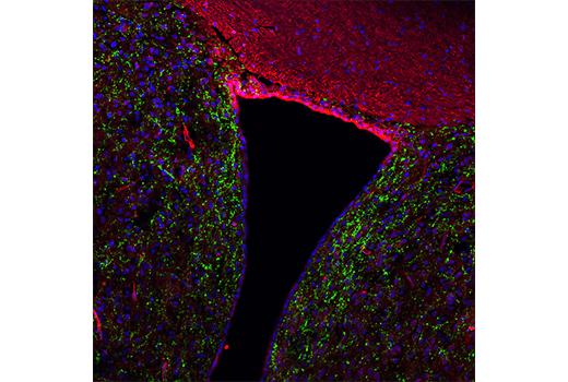Immunofluorescence Image 1: Neuropeptide Y (D7Y5A) Rabbit Monoclonal Antibody