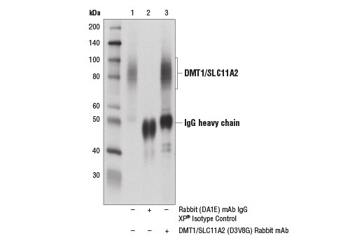 Immunoprecipitation Image 1: DMT1/SLC11A2 (D3V8G) Rabbit Monoclonal Antibody