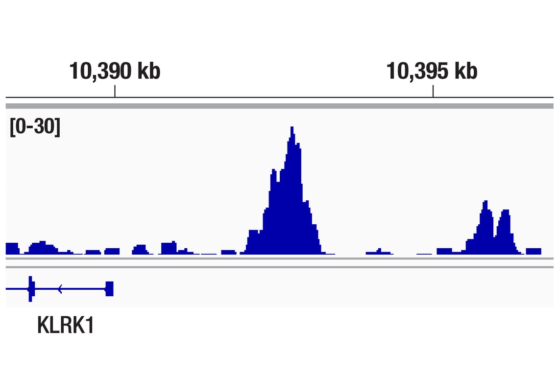CUT & RUN Image 1: MeCP2 (D4F3) Rabbit Monoclonal Antibody