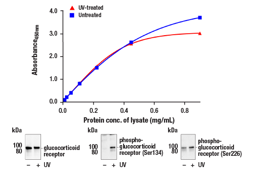 ELISA Image 1: FastScan™ Total Glucocorticoid Receptor ELISA Kit