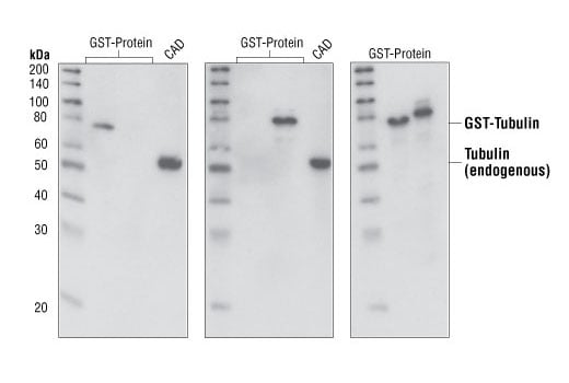 Western Blotting Image 2: alpha-Tubulin Antibody