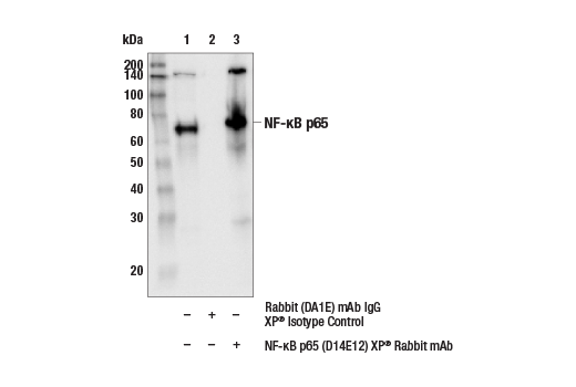 Immunoprecipitation Image 1: NF-kappaB p65 (D14E12) Rabbit Monoclonal Antibody
