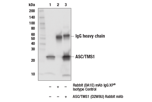 undefined Image 14: Mouse Reactive Inflammasome Antibody Sampler Kit