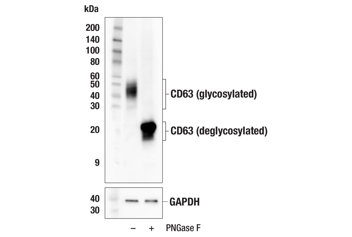 Western Blotting Image 3: CD63 (F8P5K) Rabbit Monoclonal Antibody