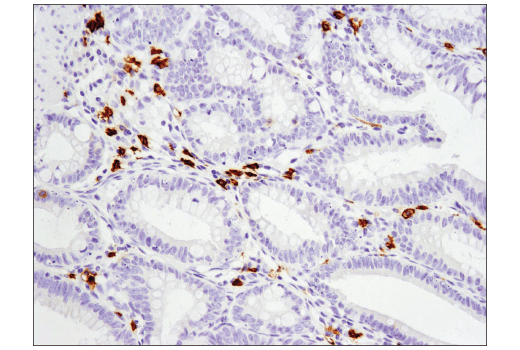Immunohistochemistry Image 4: c-Kit (D3W6Y) Rabbit Monoclonal Antibody (BSA and Azide Free)