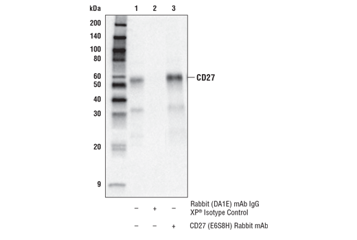 Immunoprecipitation Image 1: CD27 (E6S8H) Rabbit Monoclonal Antibody