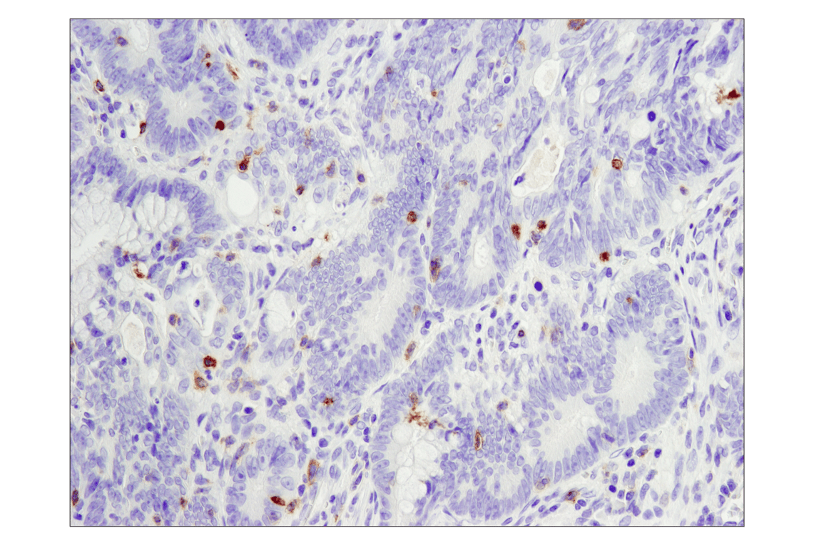 Immunohistochemistry Image 1: PD-1 (EH33) Mouse mAb