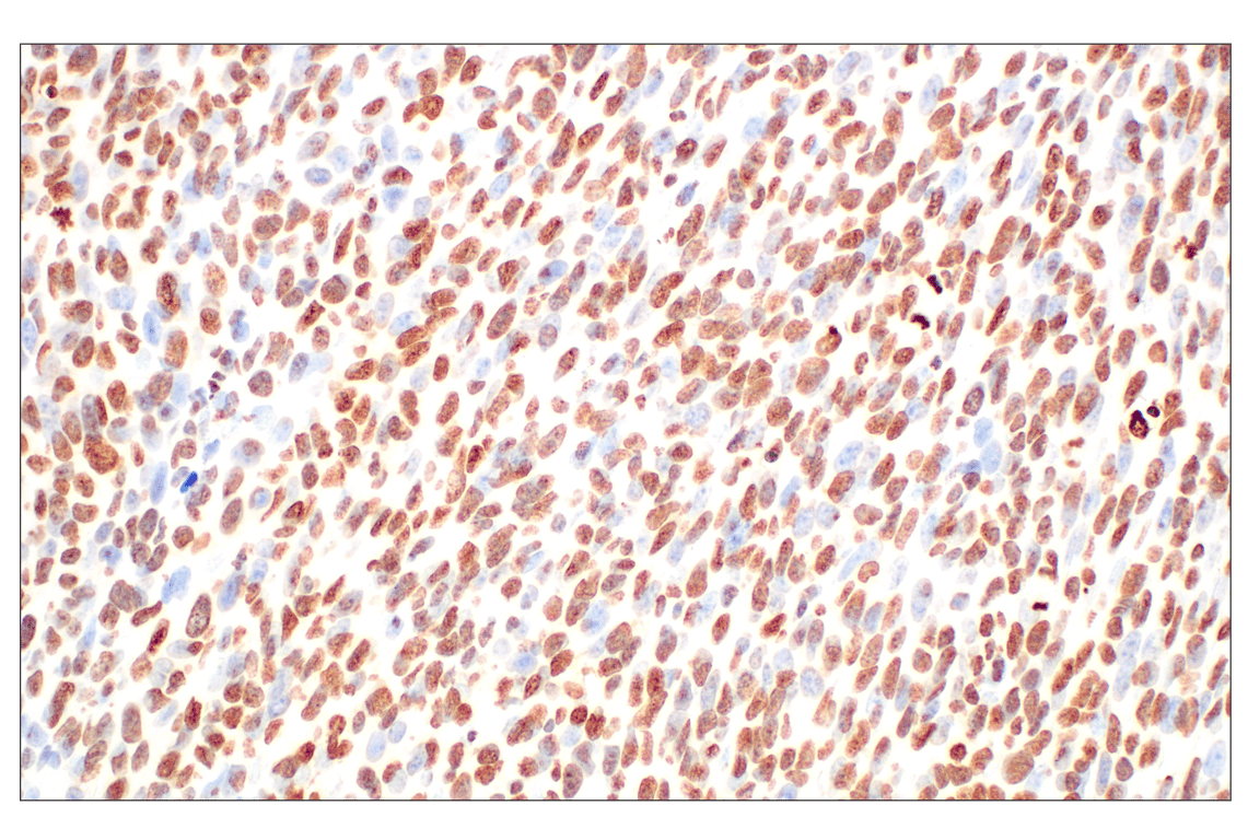 Immunohistochemistry Image 3: Histone H3 (D1H2) Rabbit Monoclonal Antibody