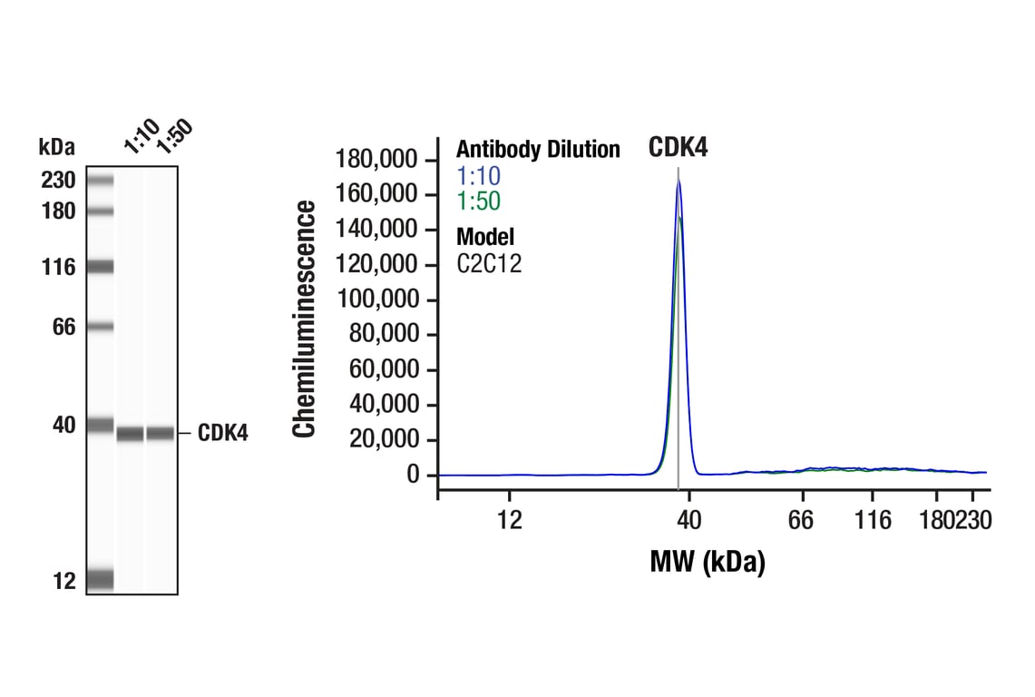 Western Blotting Image 1: CDK4 (F8L5F) Rabbit Monoclonal Antibody