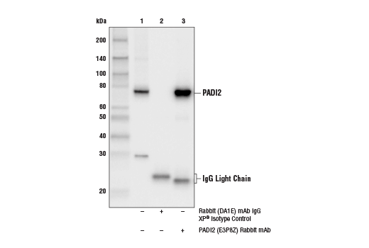 Immunoprecipitation Image 1: PADI2 (E3P8Z) Rabbit Monoclonal Antibody