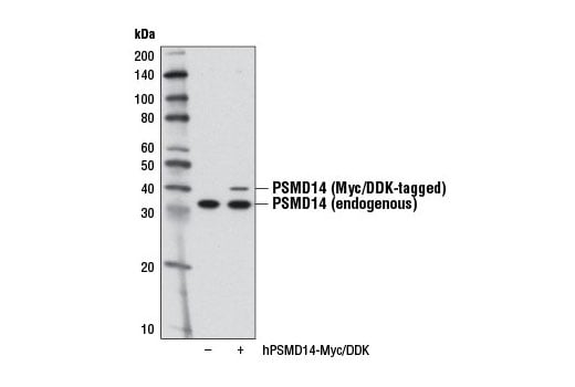 Western Blotting Image 2: PSMD14 (D18C7) Rabbit Monoclonal Antibody