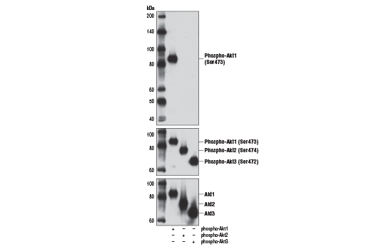 Western Blotting Image 2: Phospho-Akt1 (Ser473) (D7F10) Rabbit Monoclonal Antibody (BSA and Azide Free)