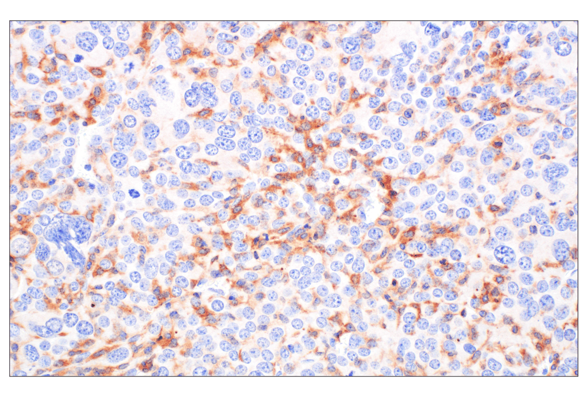 Immunohistochemistry Image 3: TRAF5 (F6W4N) Rabbit Monoclonal Antibody