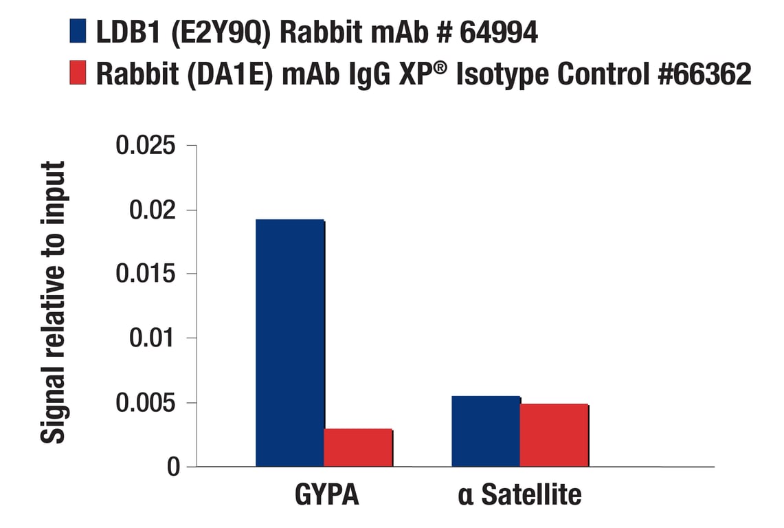 CUT & RUN Image 3: LDB1 (E2Y9Q) Rabbit Monoclonal Antibody