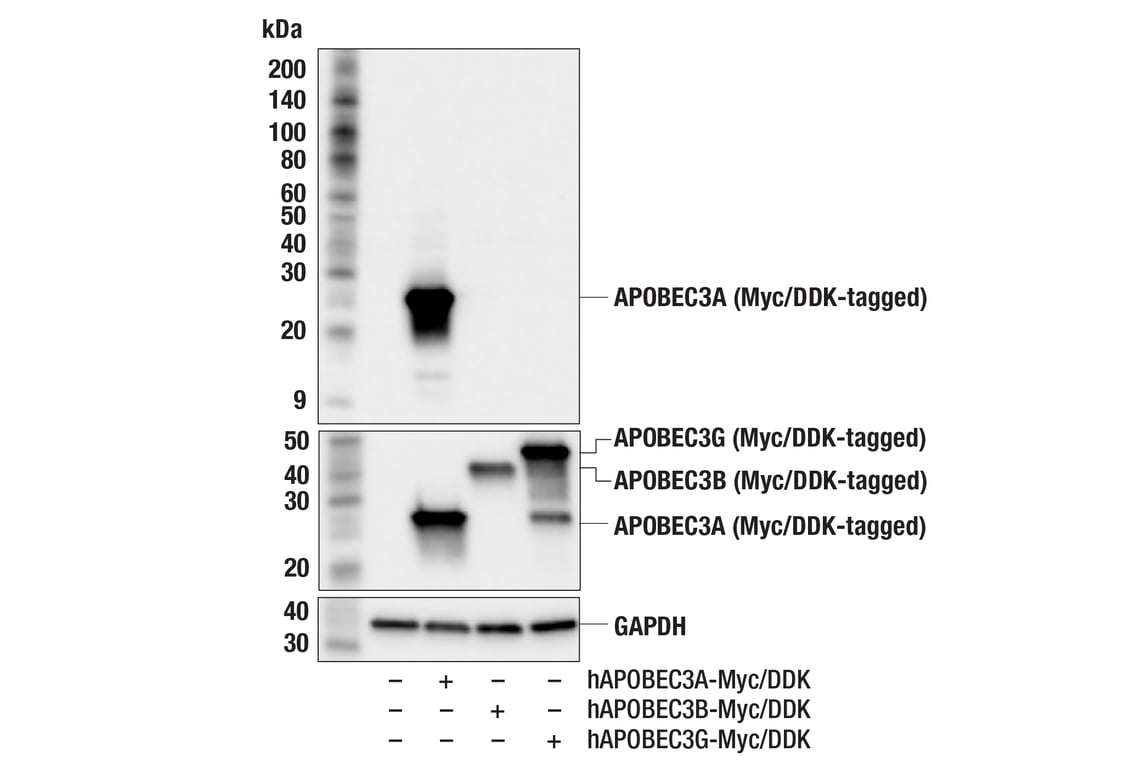 Western Blotting Image 2: APOBEC3A (UMN-13) Rabbit Monoclonal Antibody