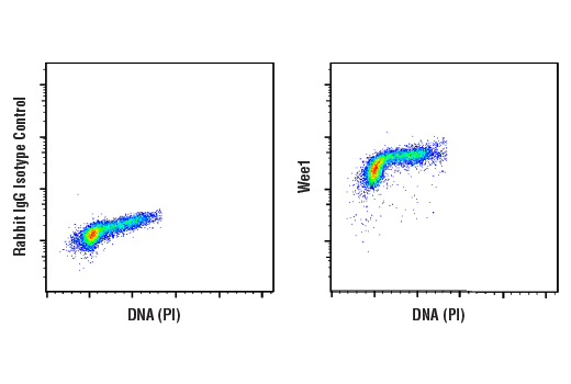 Flow Cytometry Image 1: Wee1 (D10D2) Rabbit Monoclonal Antibody