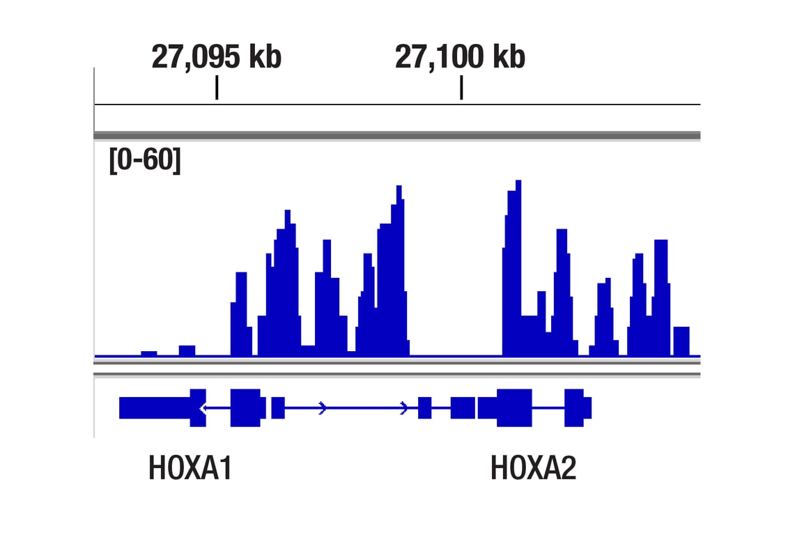 undefined Image 2: Polycomb Group 2 (PRC2) Antibody Sampler Kit