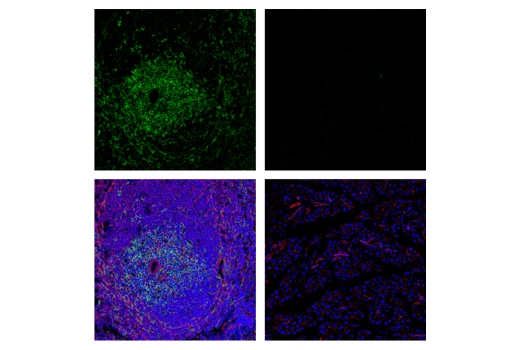 Immunofluorescence Image 1: CD28 (D2Z4E) Rabbit Monoclonal Antibody (BSA and Azide Free)