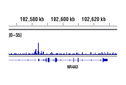 CUT & RUN Image 1: Phospho-CREB (Ser133) (87G3) Rabbit Monoclonal Antibody