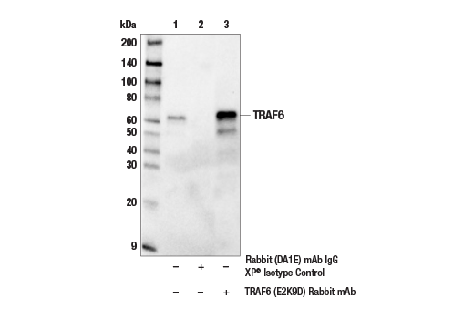 Immunoprecipitation Image 2: TRAF6 (E2K9D) Rabbit Monoclonal Antibody