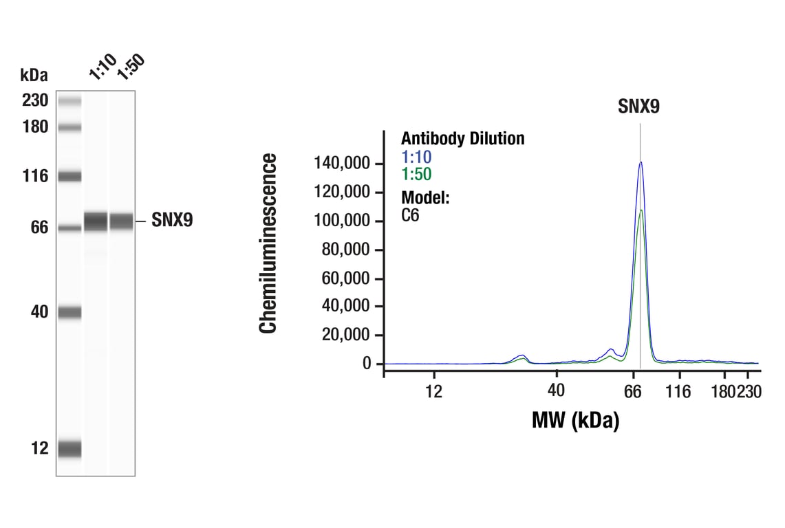 Western Blotting Image 1: SNX9 (F9G1M) Rabbit Monoclonal Antibody