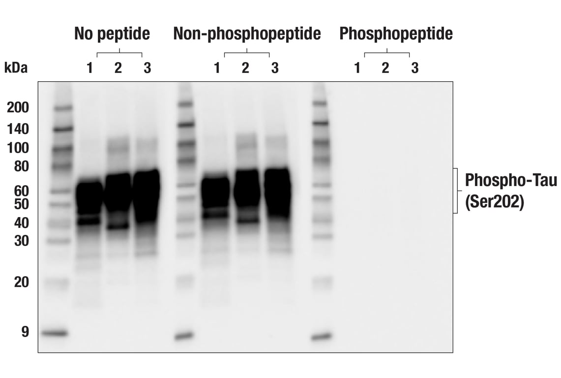 Western Blotting Image 2: Phospho-Tau (Ser202) (F2A2F) Rabbit Monoclonal Antibody
