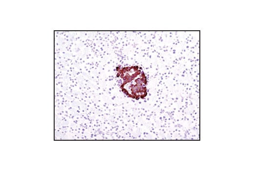 Immunohistochemistry Image 3: Insulin (C27C9) Rabbit Monoclonal Antibody