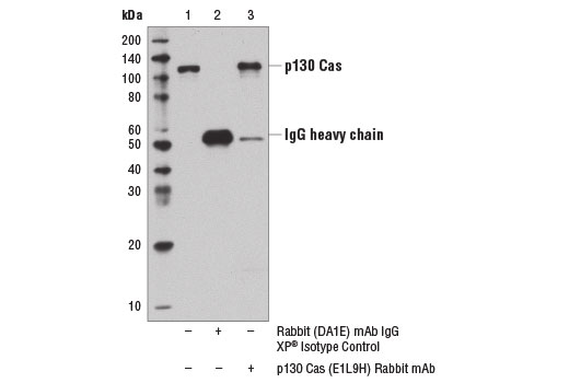 Immunoprecipitation Image 1: p130 Cas (E1L9H) Rabbit Monoclonal Antibody