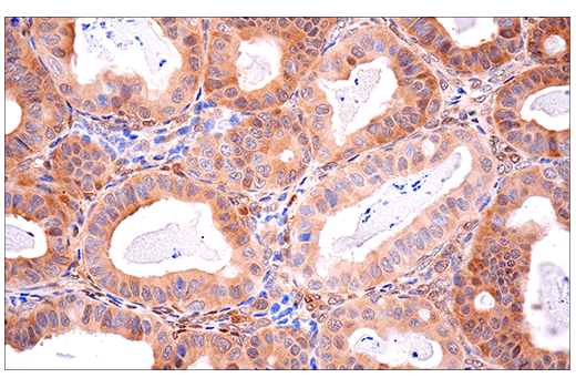 Immunohistochemistry Image 9: SOD1 (E4G1H) Rabbit Monoclonal Antibody