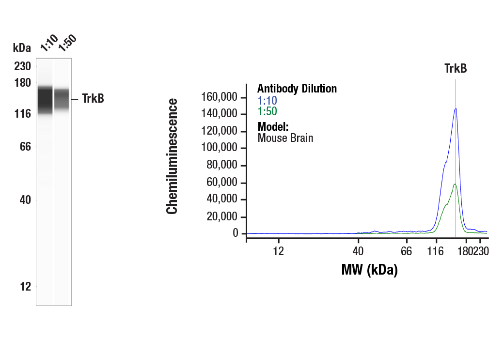 Western Blotting Image 1: TrkB (80E3) Rabbit Monoclonal Antibody