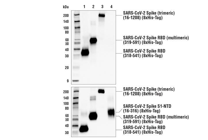 Western Blotting Image 3: SARS-CoV-2 Spike Protein (RBD) (E2T6M) Mouse Monoclonal Antibody