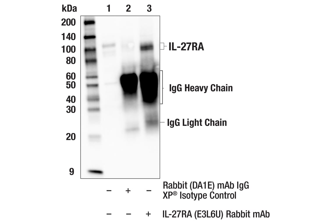 Immunoprecipitation Image 1: IL-27RA (E3L6U) Rabbit Monoclonal Antibody