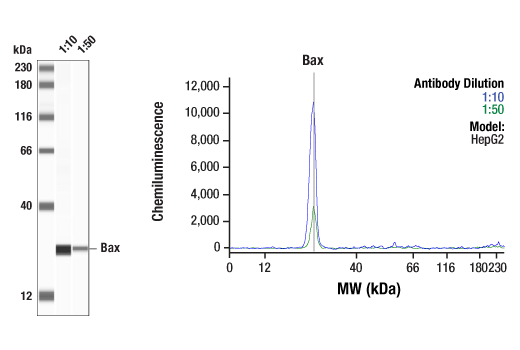 undefined Image 39: Pro-Apoptosis Bcl-2 Family Antibody Sampler Kit