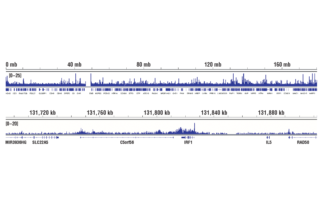 Chromatin Immunoprecipitation Image 2: c-Rel (D5G1A) Rabbit Monoclonal Antibody (ChIP Formulated)