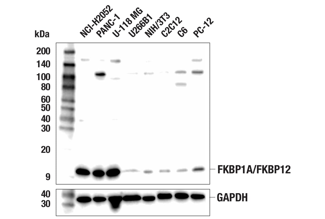 Western Blotting Image 1: FKBP1A/FKBP12 (E8H7Y) Rabbit mAb