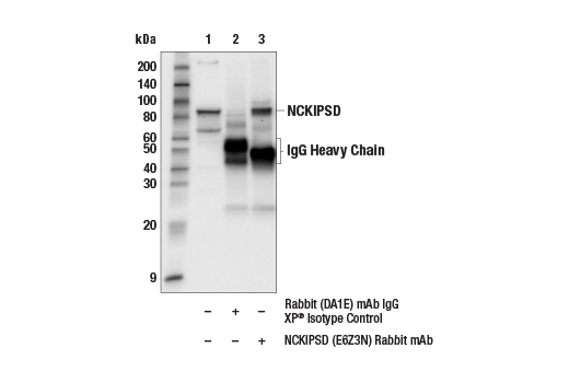 Immunoprecipitation Image 1: NCKIPSD (E6Z3N) Rabbit Monoclonal Antibody