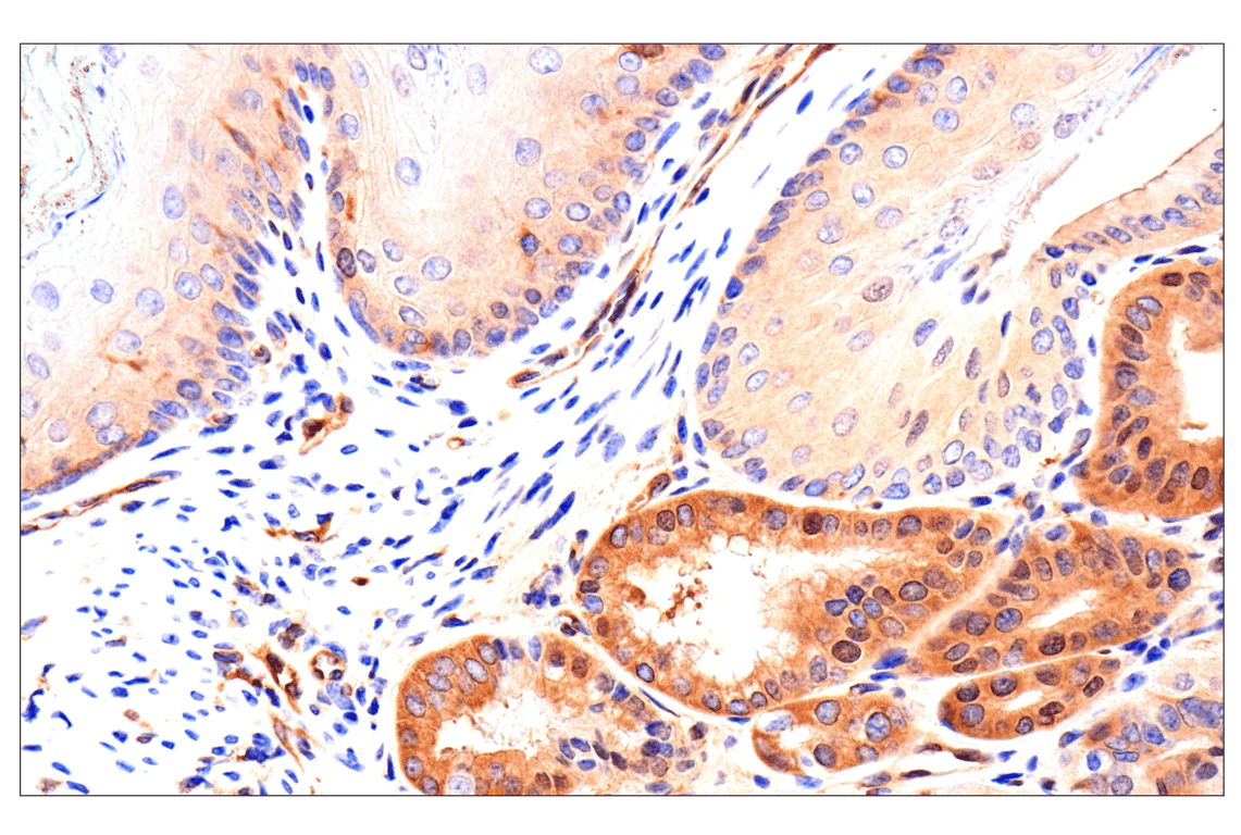 Immunohistochemistry Image 9: Caspase-8 (F5K9P) Rabbit Monoclonal Antibody