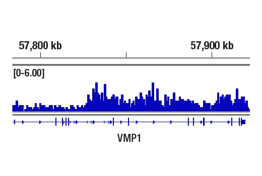 Chromatin Immunoprecipitation Image 1: Acetyl-Histone H3 (Lys14) (D4B9) Rabbit Monoclonal Antibody