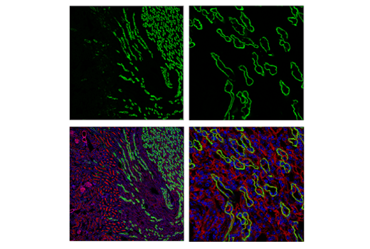 Immunofluorescence Image 2: AQP4 (D1F8E) Rabbit Monoclonal Antibody