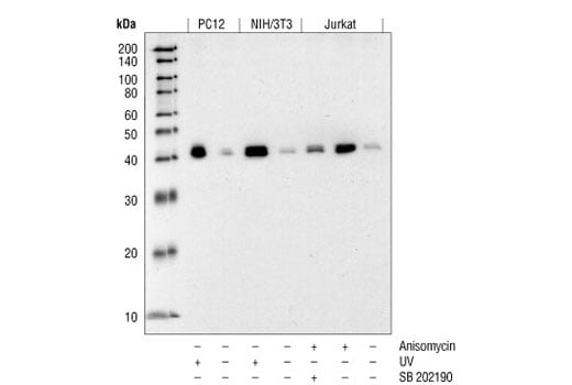 Western Blotting Image 1: Phospho-p38 MAPK (Thr180/Tyr182) (12F8) Rabbit mAb