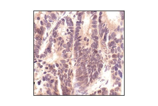 Immunohistochemistry Image 2: p44/42 MAPK (Erk1/2) (137F5) Rabbit Monoclonal Antibody