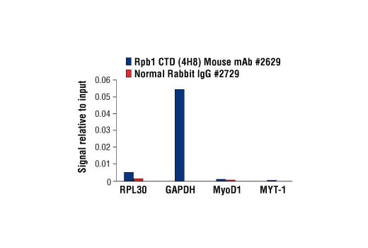 Chromatin Immunoprecipitation Image 3: Rpb1 CTD (4H8) Mouse Monoclonal Antibody