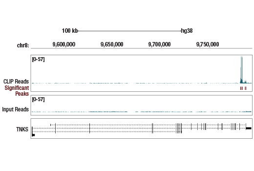 eCLIP Image 1: Succinyl-CoA Synthetase (D8A11) Rabbit Monoclonal Antibody