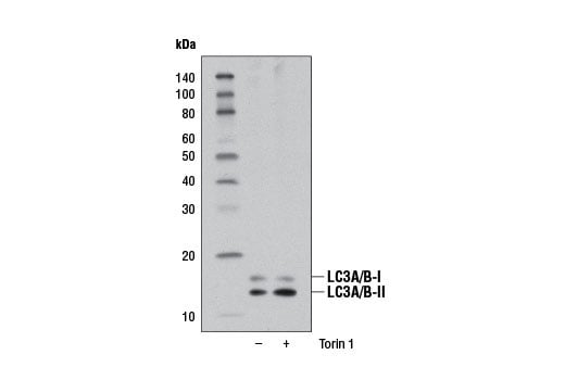 Western Blotting Image 1: LC3A/B (D3U4C) XP<sup>®</sup> Rabbit mAb