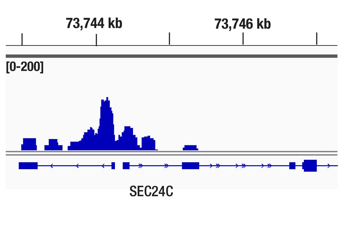 CUT & RUN Image 1: ETV4 (E1W1G) Rabbit Monoclonal Antibody