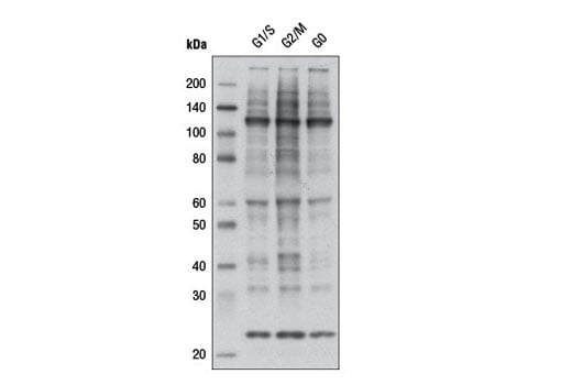 undefined Image 2: KinomeView<sup>®</sup> Profiling Kit