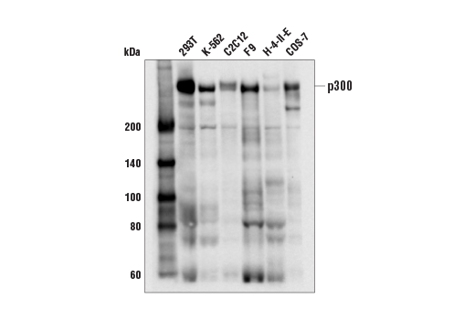 Western Blotting Image 2: p300 (E8S2V) Rabbit Monoclonal Antibody