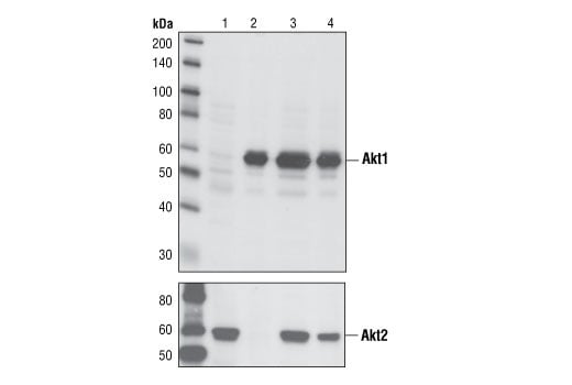 Western Blotting Image 2: Akt1 (C73H10) Rabbit Monoclonal Antibody (BSA and Azide Free)